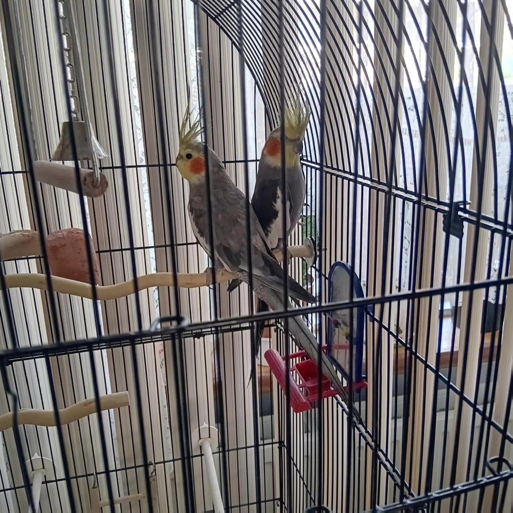 Valkparkieten, Dieren en Toebehoren, Vogels | Parkieten en Papegaaien, Meerdere dieren, Parkiet