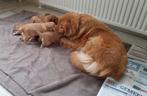 Nova scotia duck tolling retriever pups, toller pup, Dieren en Toebehoren, Overige rassen, 8 tot 15 weken, Meerdere, Meerdere dieren
