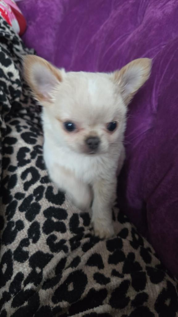 creme kortharig Chihuahua, België, Particulier, 15 weken tot 1 jaar, Reu