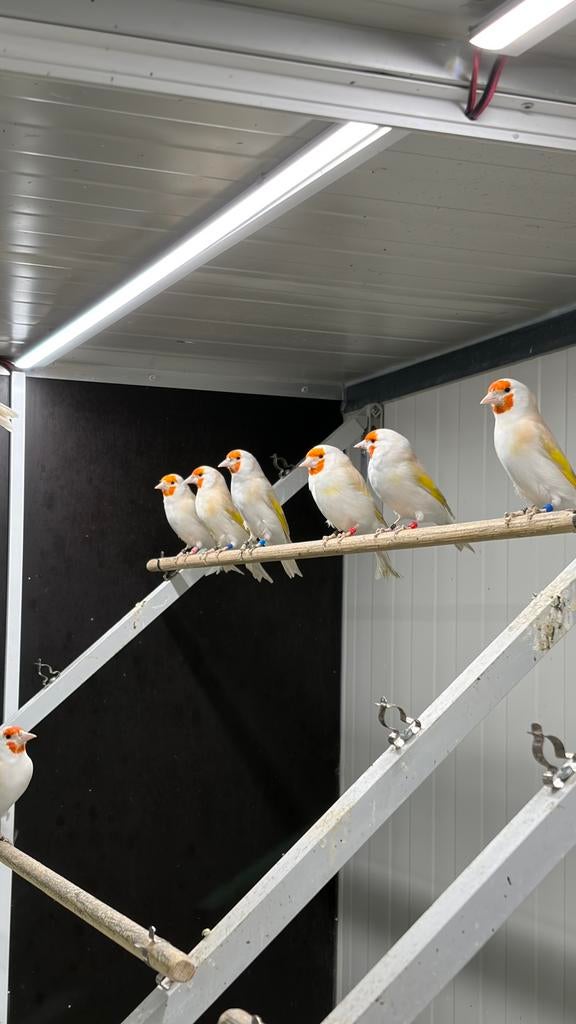 Majoor putters, Dieren en Toebehoren, Vogels | Overige Vogels, Meerdere dieren, Wildzangvogel, Geringd