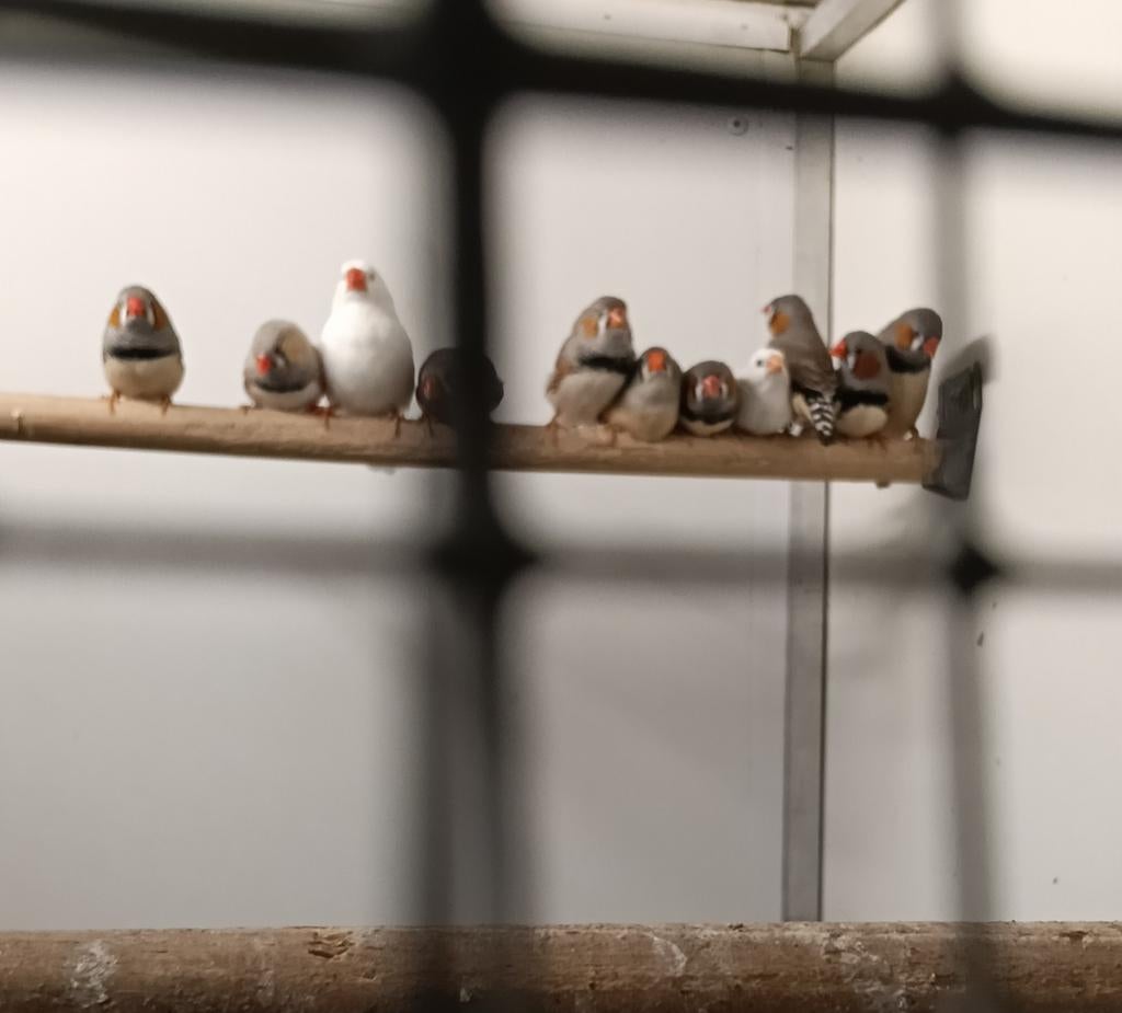 Zebravinken, Dieren en Toebehoren, Vogels | Overige Vogels, Mannelijk
