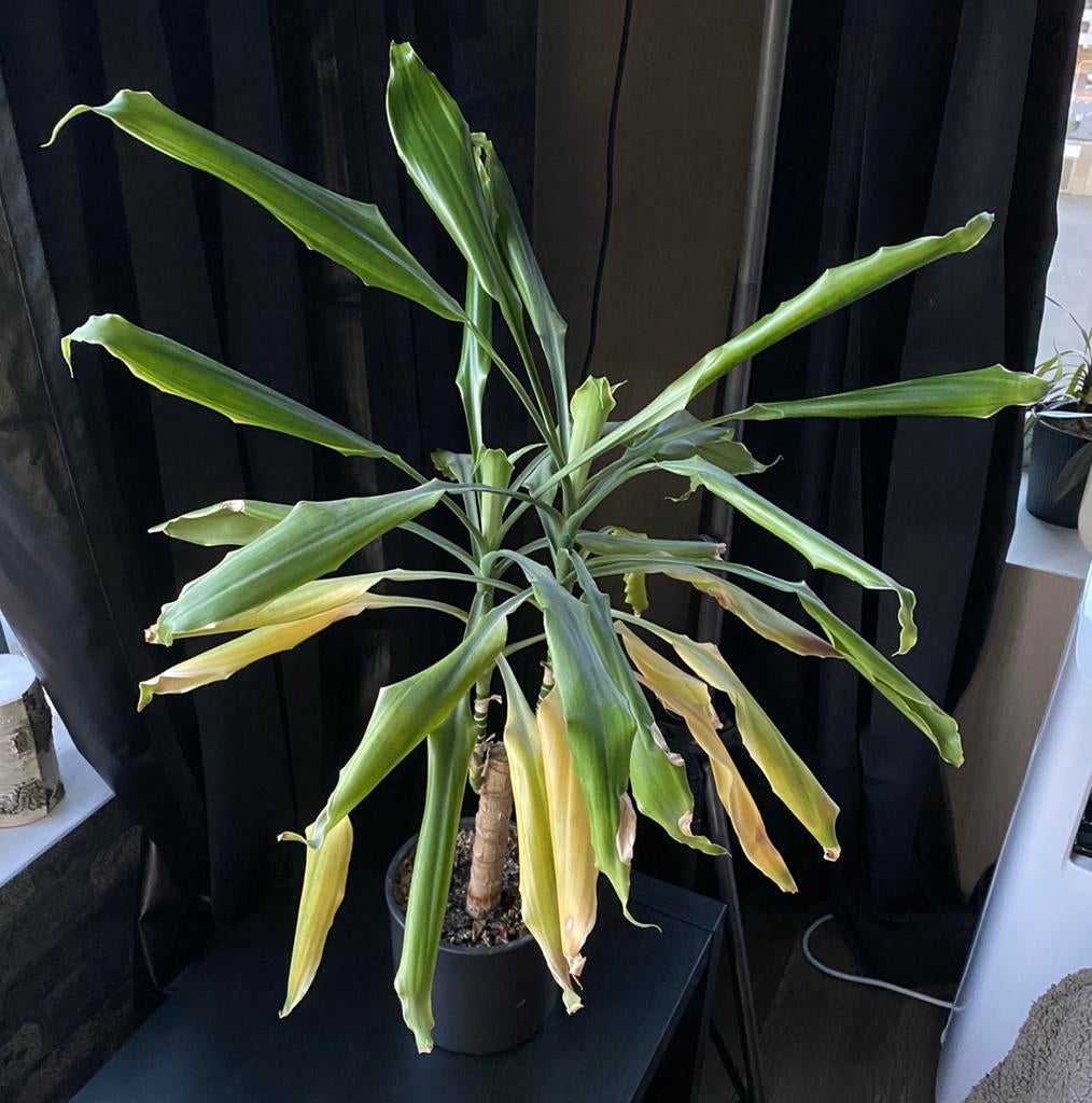 GRATIS Palmachtige Plant, Huis en Inrichting, Kamerplanten, Ophalen, Palm, Halfschaduw, In pot