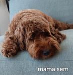 Labradoodle mini half Australian nest aankondiging, Overige rassen, 8 tot 15 weken, Meerdere, Meerdere dieren