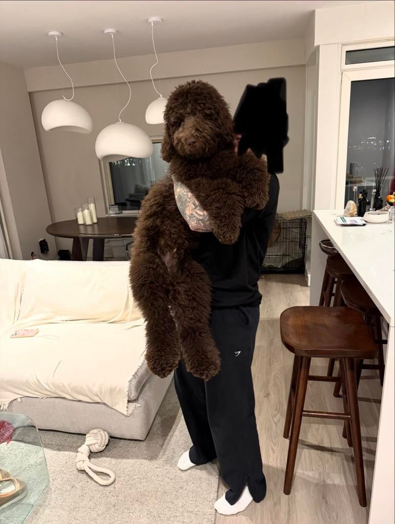 Prachtige Labradoodle (6 maanden) – lief, speels en sociaal, Dieren en Toebehoren, Honden | Niet-rashonden, 15 weken tot 1 jaar