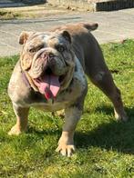 Old English Bulldog New English Bulldog, Parvo, 1 tot 2 jaar, Teef, Bulldog