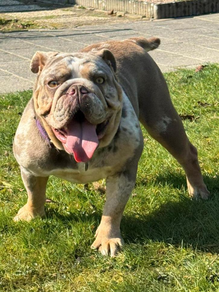 Old English Bulldog New English Bulldog, Dieren en Toebehoren, Honden | Bulldogs, Pinschers en Molossers, Teef, Bulldog, Particulier