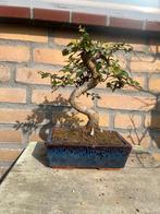 bonsai, Tuin en Terras, Planten | Bomen, Bloeit niet, Overige soorten, Minder dan 100 cm, Ophalen