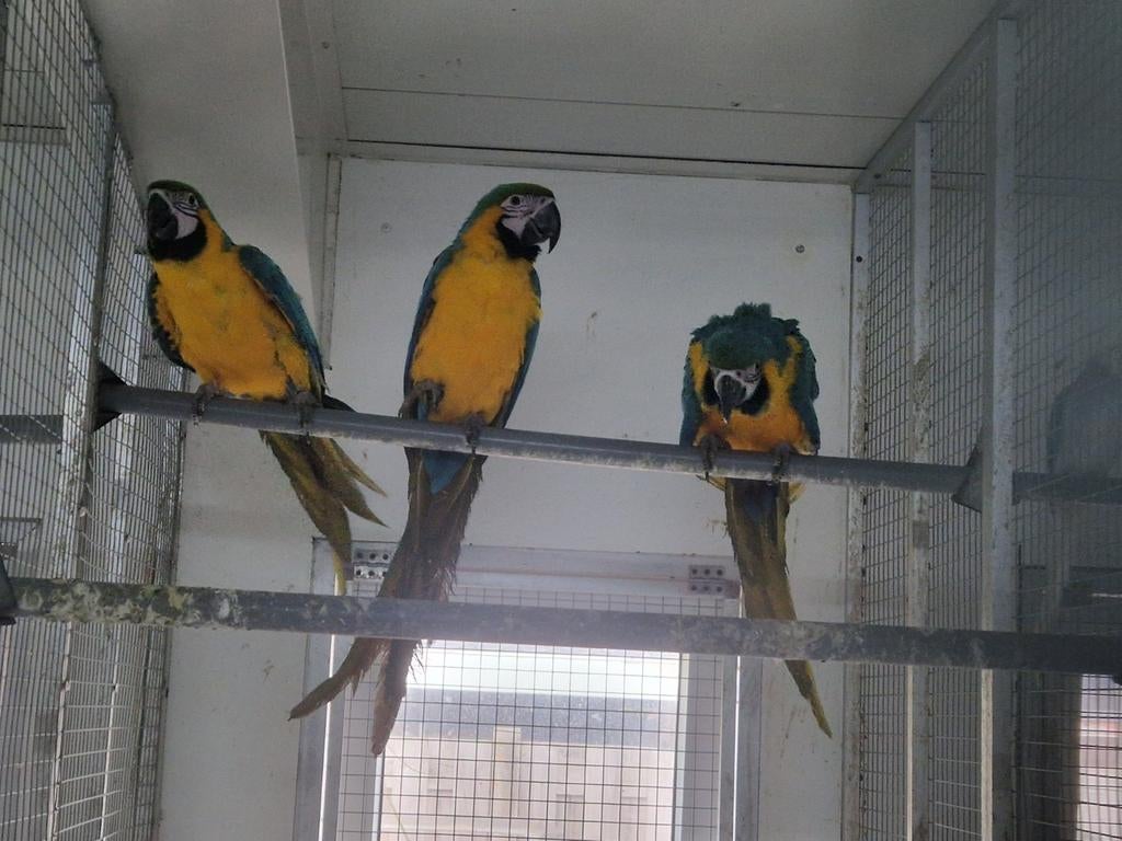 Blauwgele ara poppen, Dieren en Toebehoren, Vogels | Parkieten en Papegaaien, Vrouwelijk, Papegaai, Geringd