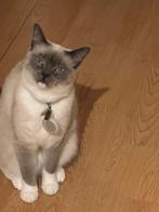 Super lief en sociaal Siamees meisje 2+ jaar oud, Dieren en Toebehoren, Poes