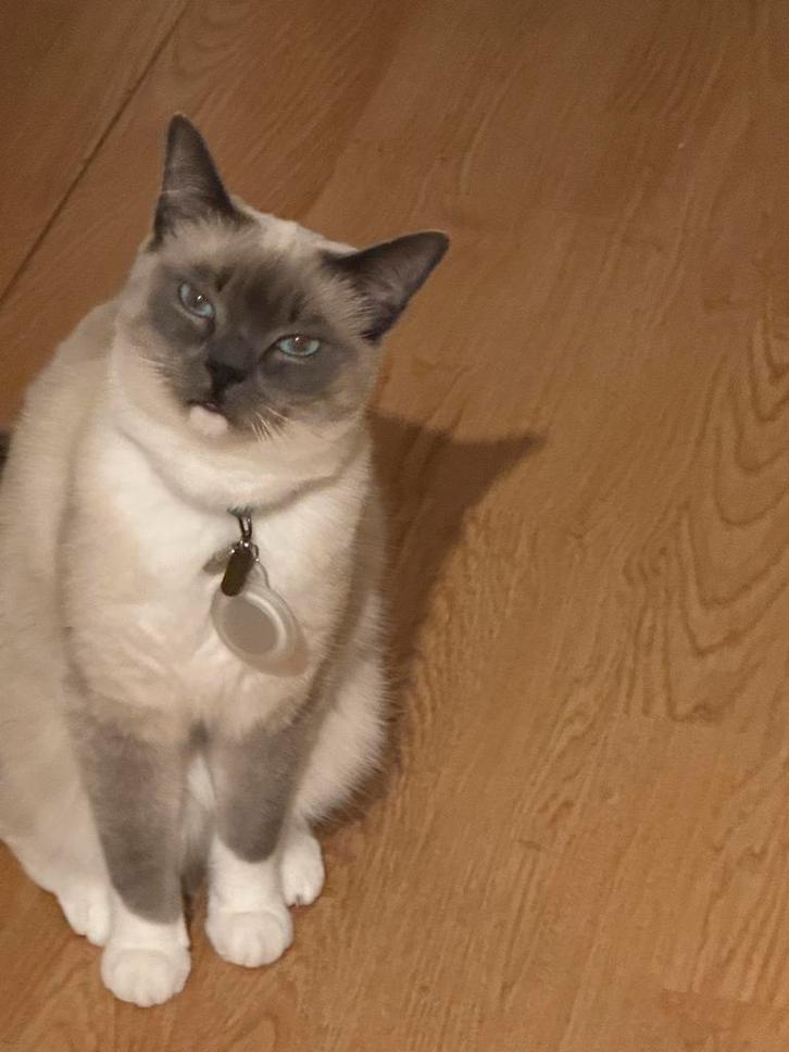 Super lief en sociaal Siamees meisje 2+ jaar oud, Dieren en Toebehoren, Katten en Kittens | Raskatten | Korthaar, Poes