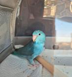 Forpus popje (10 maanden), Dieren en Toebehoren, Vogels | Parkieten en Papegaaien, Vrouwelijk, Dwergpapegaai of Agapornis, Tam