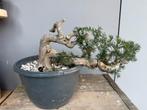 Bonsai Spar tsuga canadensis, Bloeit niet, Halfschaduw, Minder dan 100 cm, Overige soorten