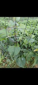 Pindakaasboom Clerodendrum trichotomum, Ophalen, Overige soorten, Volle zon