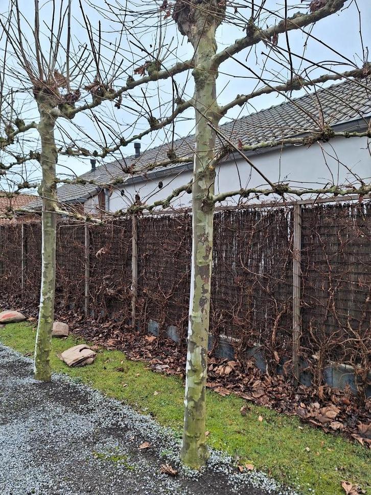 Leiplatanen, Tuin en Terras, Planten | Bomen, Leiboom, 250 tot 400 cm, Volledige schaduw, Bloeit niet, Ophalen