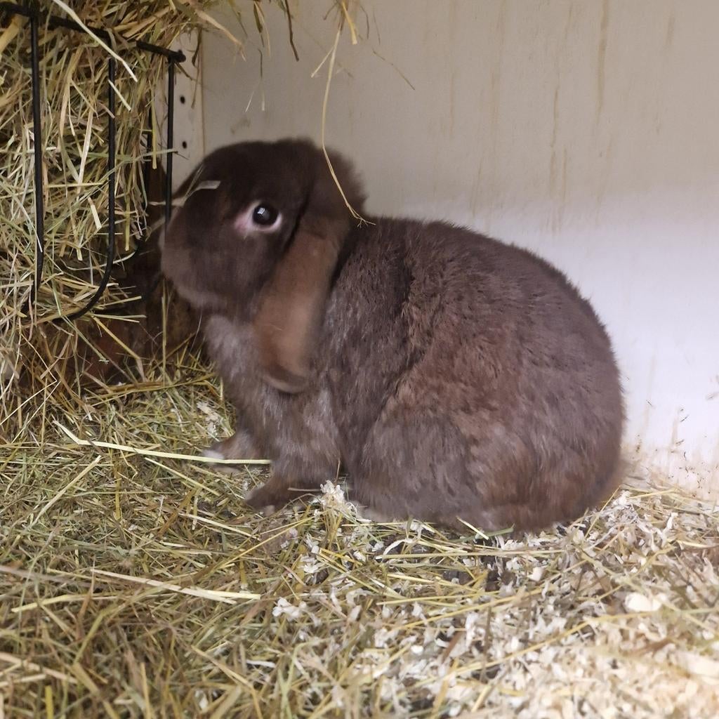 Choco ram nederlandse hangoor dwerg, Dieren en Toebehoren, Konijnen, Mannelijk, Dwerg, Hangoor