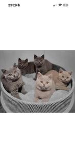 Gezocht !!!!!!!!! Britse korthaar gezocht, Poes