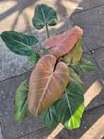 Philodendron Summer Glory p14 XXL (5), Ophalen of Verzenden