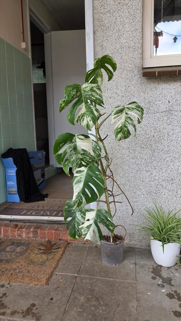Monstera Variegata, Huis en Inrichting, Kamerplanten, Ophalen