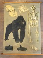 Mooie vintage schoolplaat Gorilla (jaren 60), Antiek en Kunst, Ophalen, Natuur en Biologie