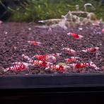 Red fancy tiger garnalen | Caridina garnalen, Kreeft, Krab of Garnaal