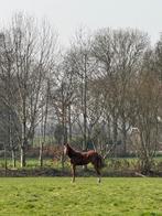 2 springpaarden (1x Zangersheide, 1x KWPN), Merrie, Springpaard, Met stamboom, 0 tot 2 jaar