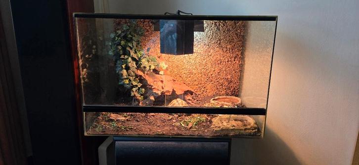 GRIEKSE LANDSCHILDPAD MET TERRARIUM