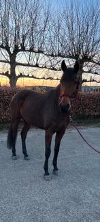 Met pijn in mijn hart goed huisje gezocht., Dieren en Toebehoren, Paarden, Merrie, Minder dan 160 cm, B, 3 tot 6 jaar