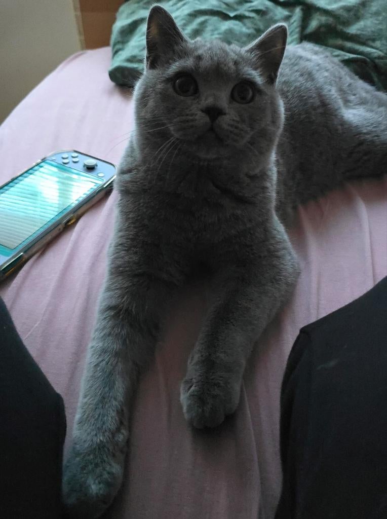 Super leuke Britse korthaar kitten, Dieren en Toebehoren, Katten en Kittens | Raskatten | Korthaar, Kater, Gechipt, 0 tot 2 jaar