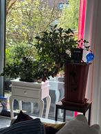 Bonsai, Ophalen of Verzenden, Zo goed als nieuw