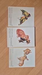 38 reproducties van dierentekeningen - 40x44 cm, Minder dan 50 cm, Gebruikt, Ophalen of Verzenden, Print