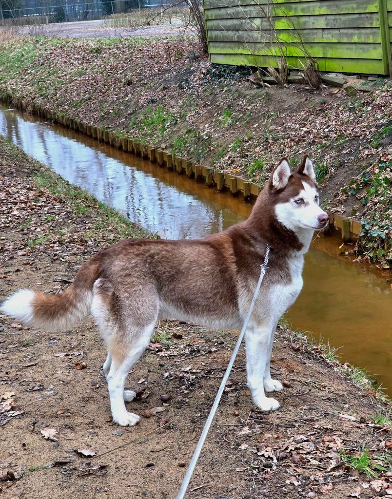Syberische husky | reu, Dieren en Toebehoren, Reu, Poolhond, Eén hond, 3 tot 5 jaar
