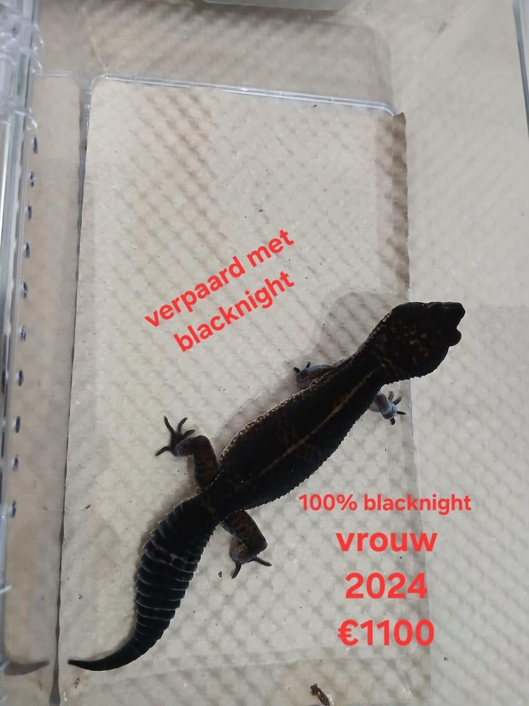 4x Blacknight 1:3 !lees advertentie! Leopard Gecko - female for sale from Ronald