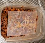 enchytreeën kweek, Vis, Zoetwatervis