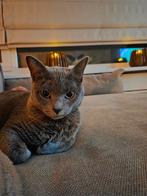 Blauwe Rus (vrouwtje), Vrouwelijk, Overige soorten