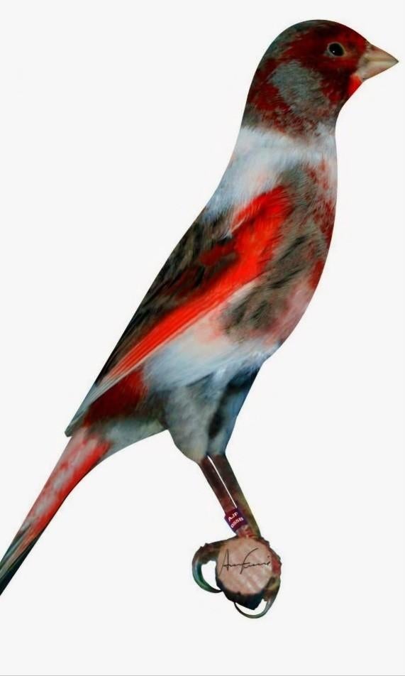 Vogels Kanaries, Dieren en Toebehoren, Meerdere dieren, Postuurkanarie