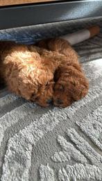 Prachtige Toypoedel pups !!!, Poedel, Parvo, 8 tot 15 weken, Meerdere