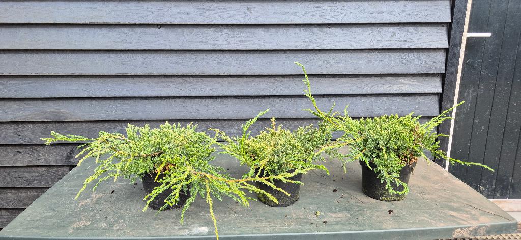 juniperus blue carpet, Ophalen, Laurier, Minder dan 100 cm