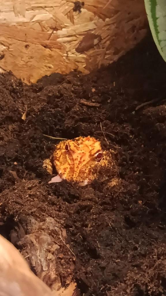 Pacmankikker Frog - unknown for sale from Miss D