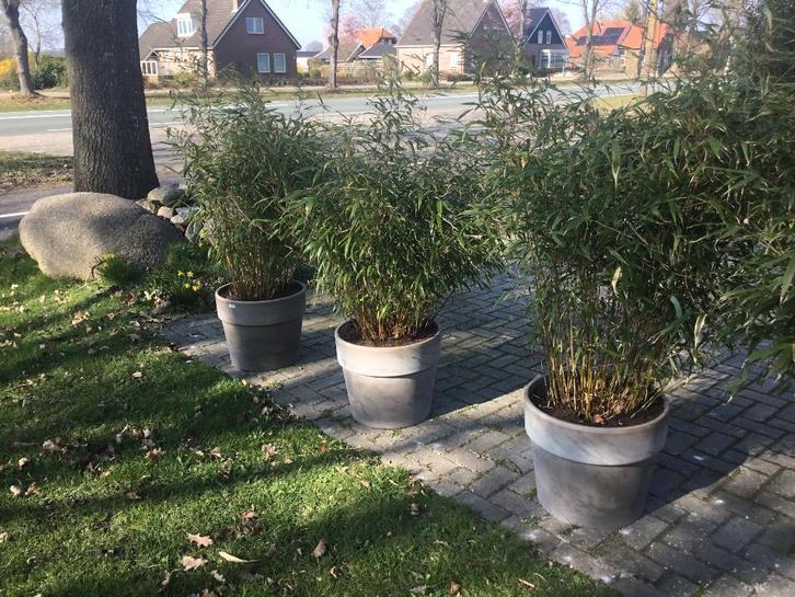 Basalt stenen sierpot 45 liter + Fargesia Robusta Formidable, Tuin en Terras, Planten | Tuinplanten, Vaste plant, Overige soorten