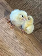 Poule de bresse kuikens 10+2 gratis, Dieren en Toebehoren, Pluimvee
