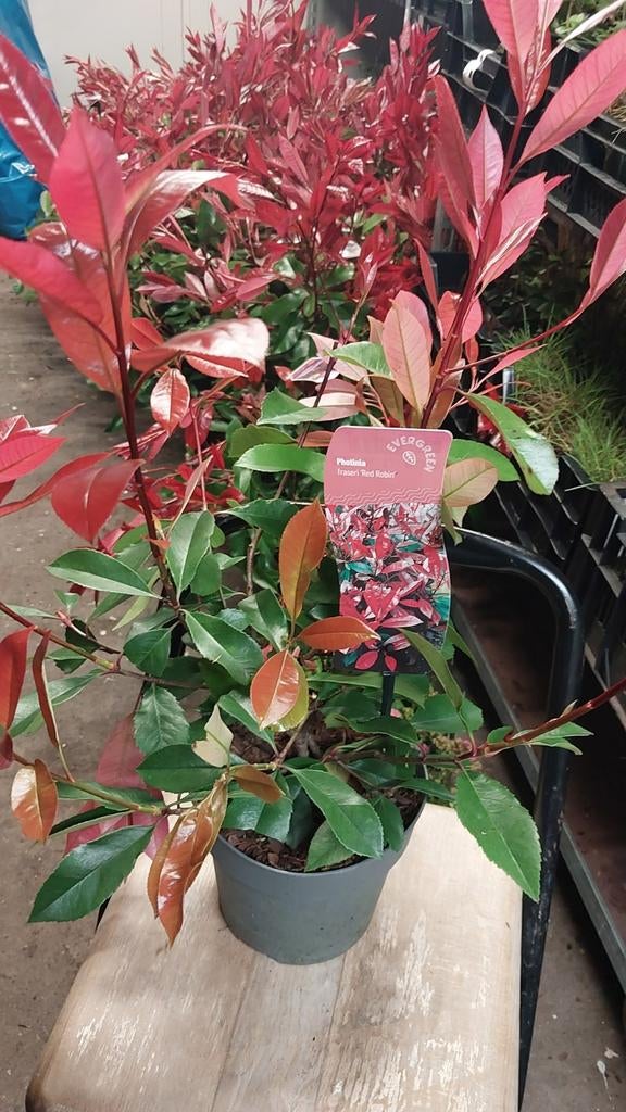 Partij Photinia red Robin glansmispel, Ophalen