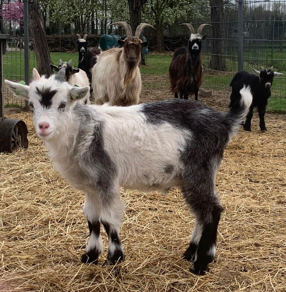 Landgeit lammeren, Meerdere dieren, Geit, 0 tot 2 jaar