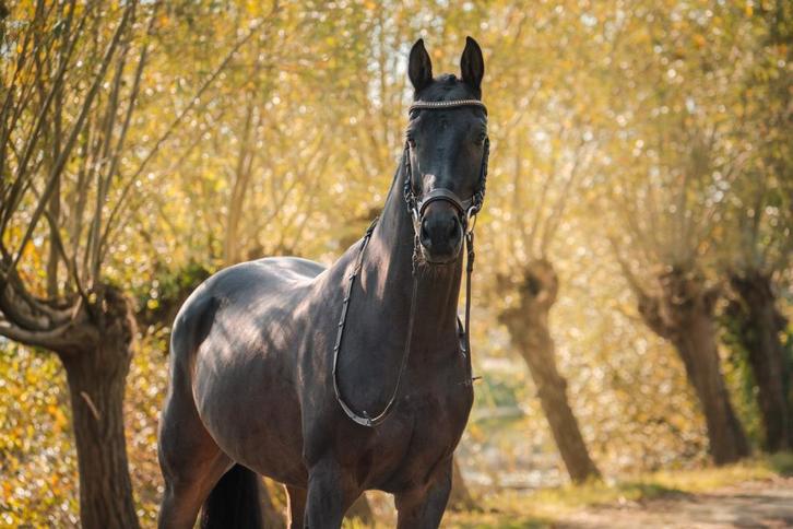 Gave 11 jarig ruin., Dieren en Toebehoren, Paarden, Ruin, L, Minder dan 160 cm, Springpaard