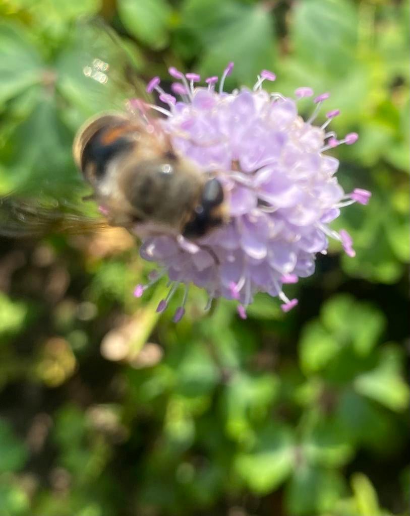 Blauwe knoop inheemse waard dracht en nectar plant, Ophalen of Verzenden, Overige soorten, Volle zon