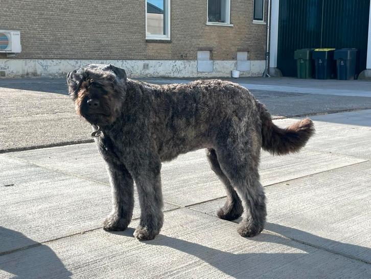 Bouvierpups, Dieren en Toebehoren, Honden | Herdershonden en Veedrijvers, Meerdere dieren, Bouvier, Particulier, Eén hond, Nederland