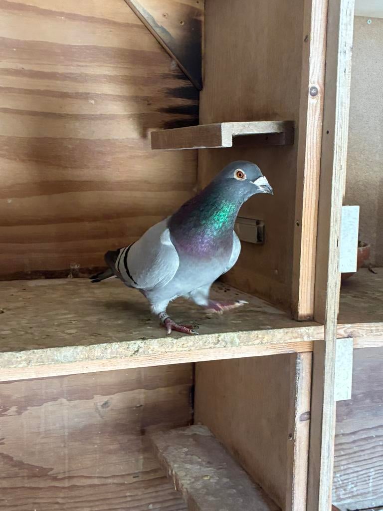 Postduiven doffer G van ‘t Hof, Dieren en Toebehoren, Vogels | Duiven, Mannelijk, Postduif