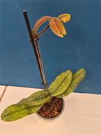 Orchidee Paphiopedilum p9 (15), Ophalen of Verzenden, Halfschaduw, Minder dan 100 cm