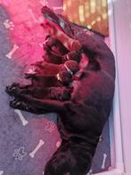 Labrador pups huisnestje, Dieren en Toebehoren, 8 tot 15 weken, Labrador retriever, Meerdere, Meerdere dieren