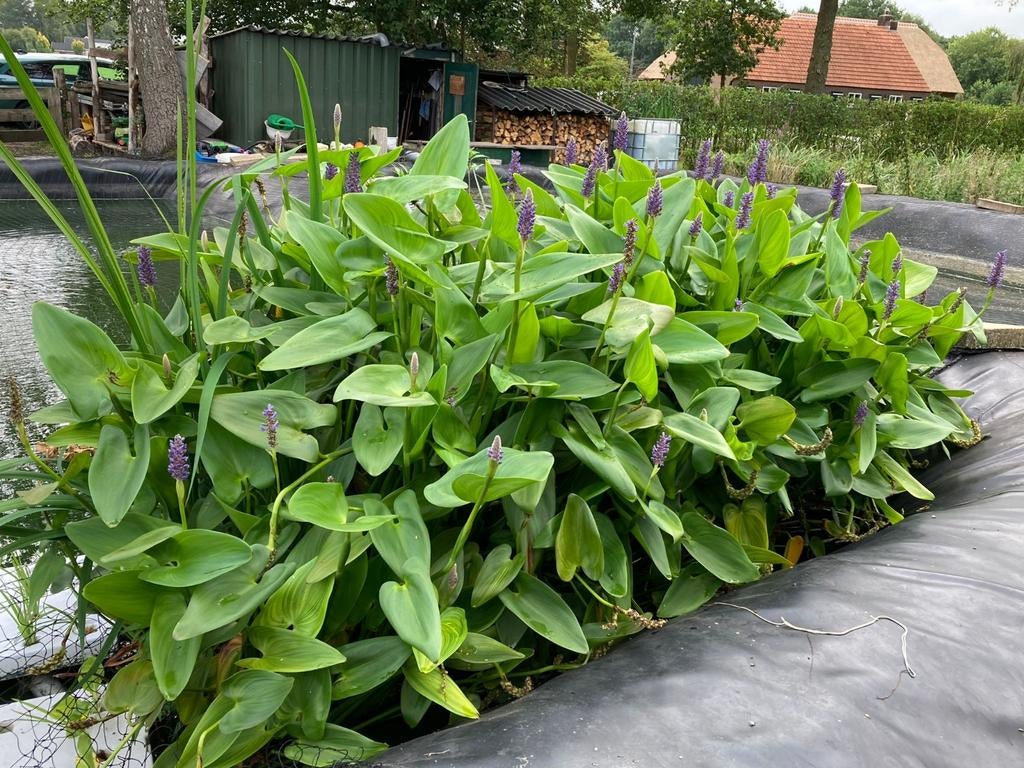 Snoekkruid stekken - Pontederia cordata, Ophalen, Volle zon, Vaste plant, Zomer