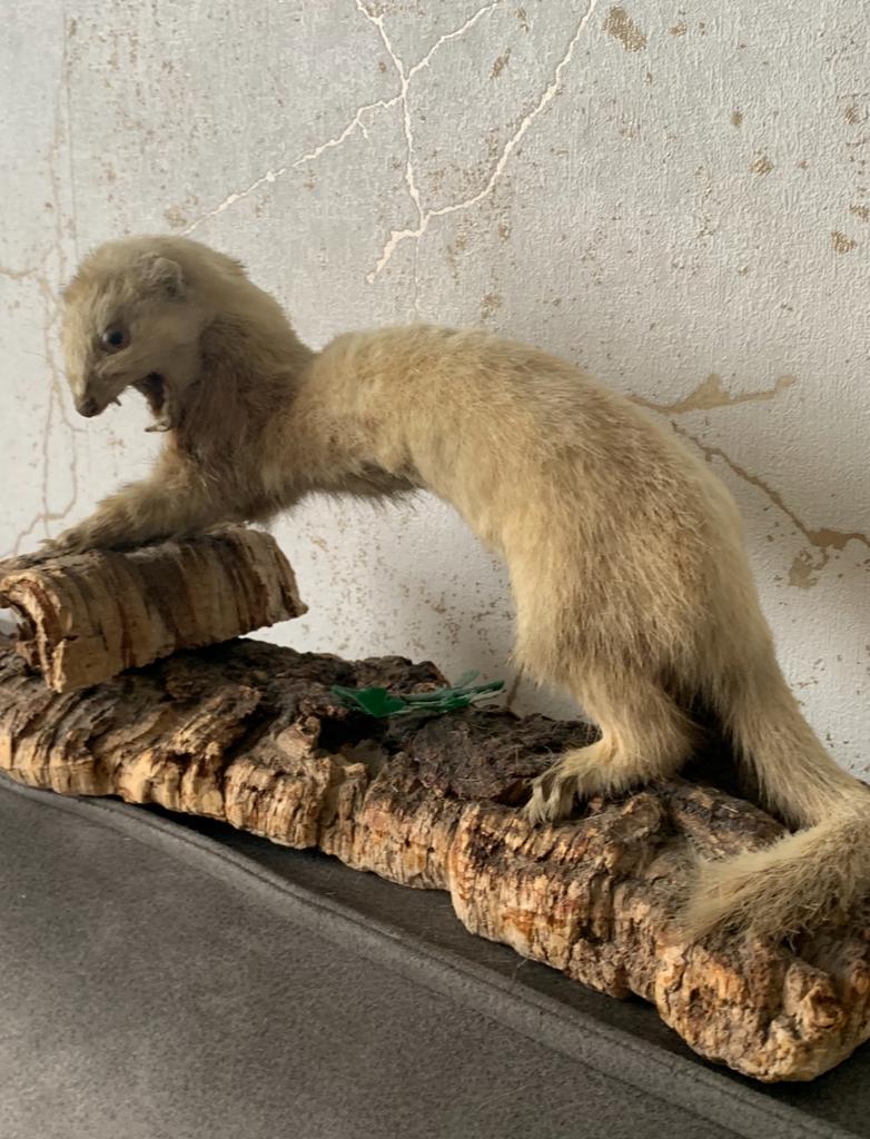 Opgezette hermelijn taxidermie, Verzamelen, Dierenverzamelingen, Ophalen of Verzenden, Zo goed als nieuw, Vogel, Opgezet dier